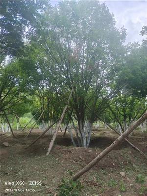 高度500厘米叢生蒙古櫟